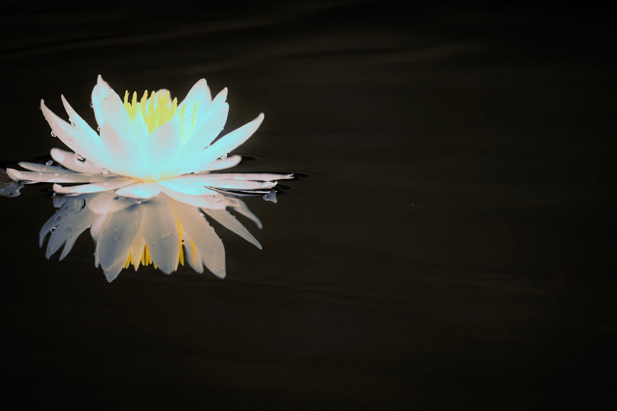 黒い水面に浮かぶ、白い花びらと黄色い芯の睡蓮が一輪。花びらに水滴がつき、水面に花が上下反転して映っている