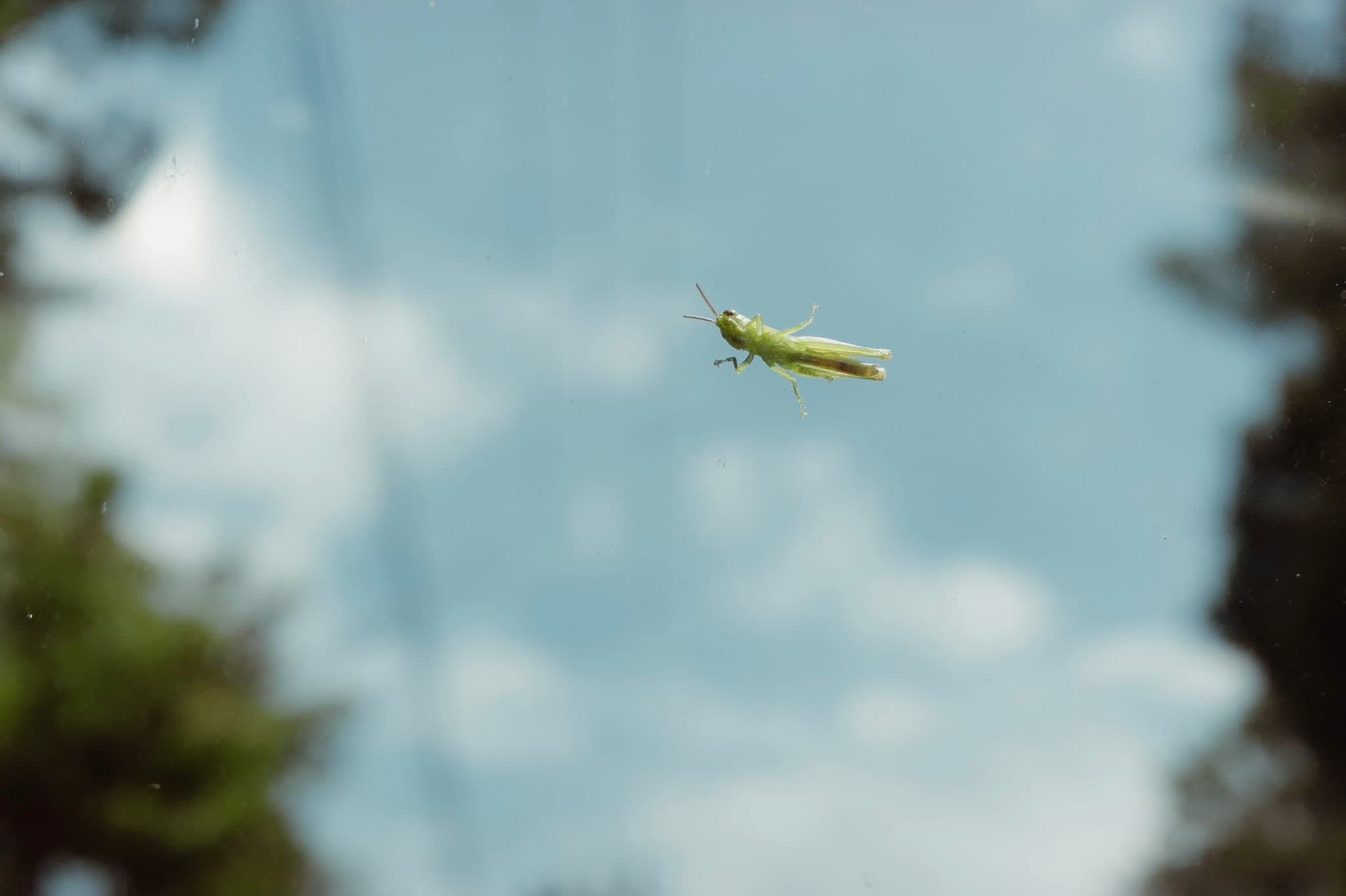空と雲が映り込んだガラス面に、緑色のバッタが一匹とまっている。左右の端には木の緑がぼやけて写り込む
