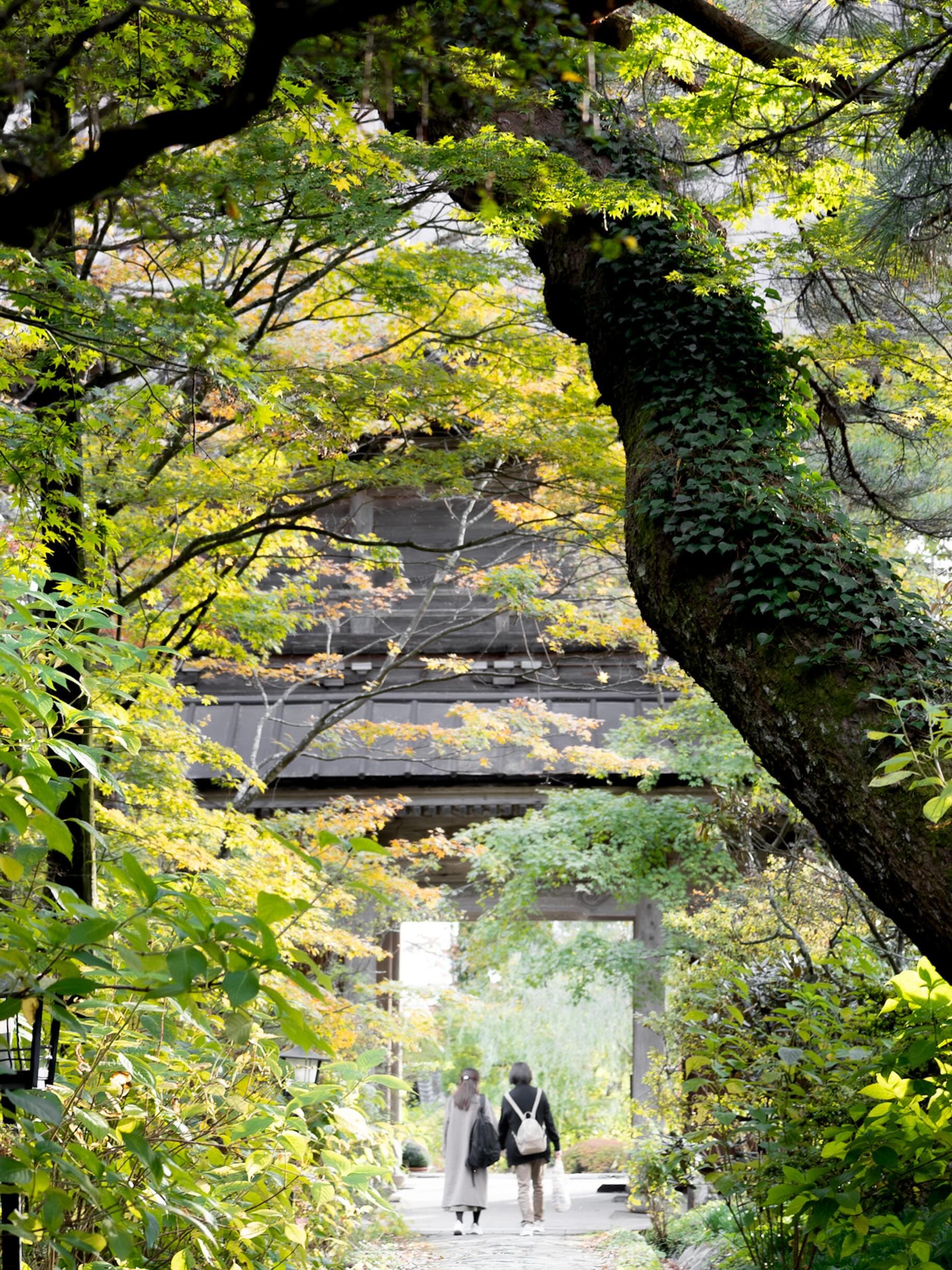 青葉と黄葉の枝越しに見える寺の山門。門へ続く石畳を、コートを着た2人が背を向けて歩いている
