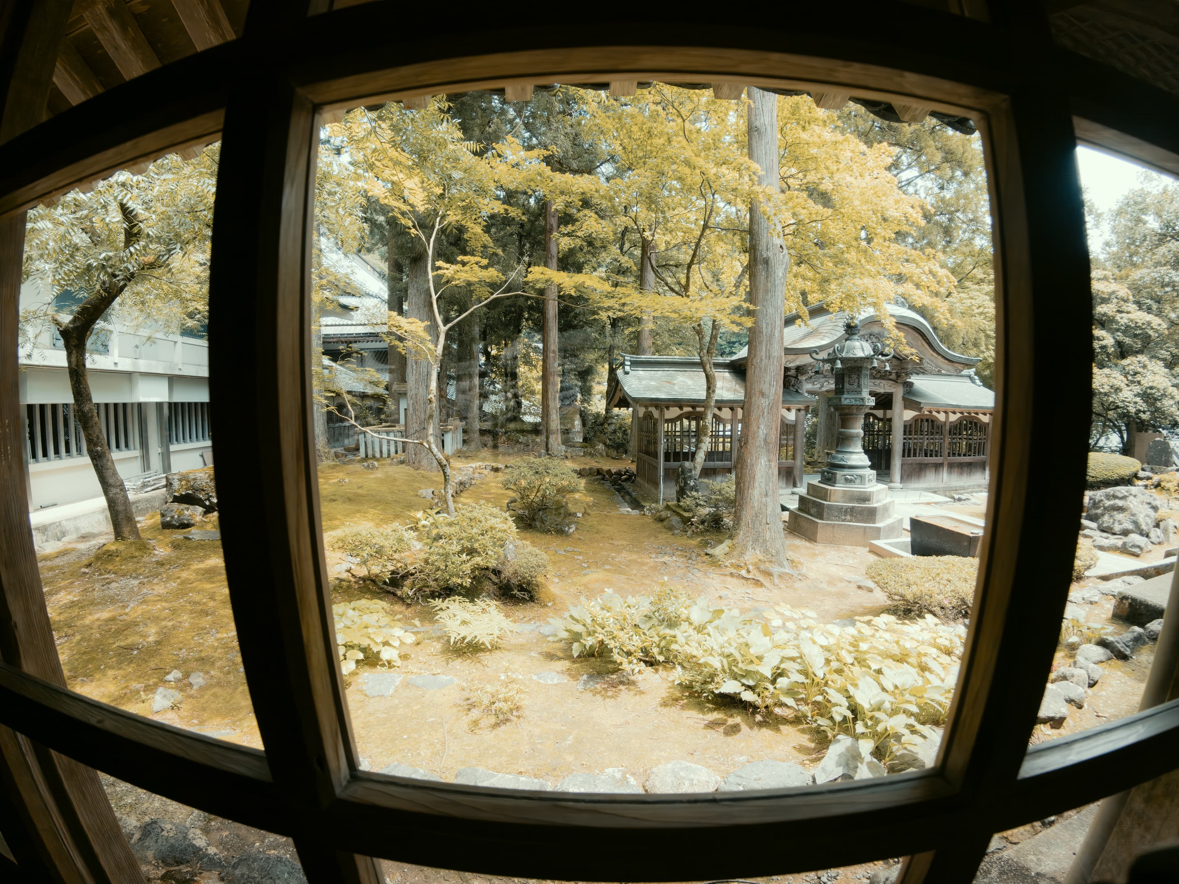 木の窓枠越しに見た寺の中庭。石灯籠と屋根の反った小さな社、太い杉の幹が立ち、地面は苔と敷石。全体が黄色みを帯びている