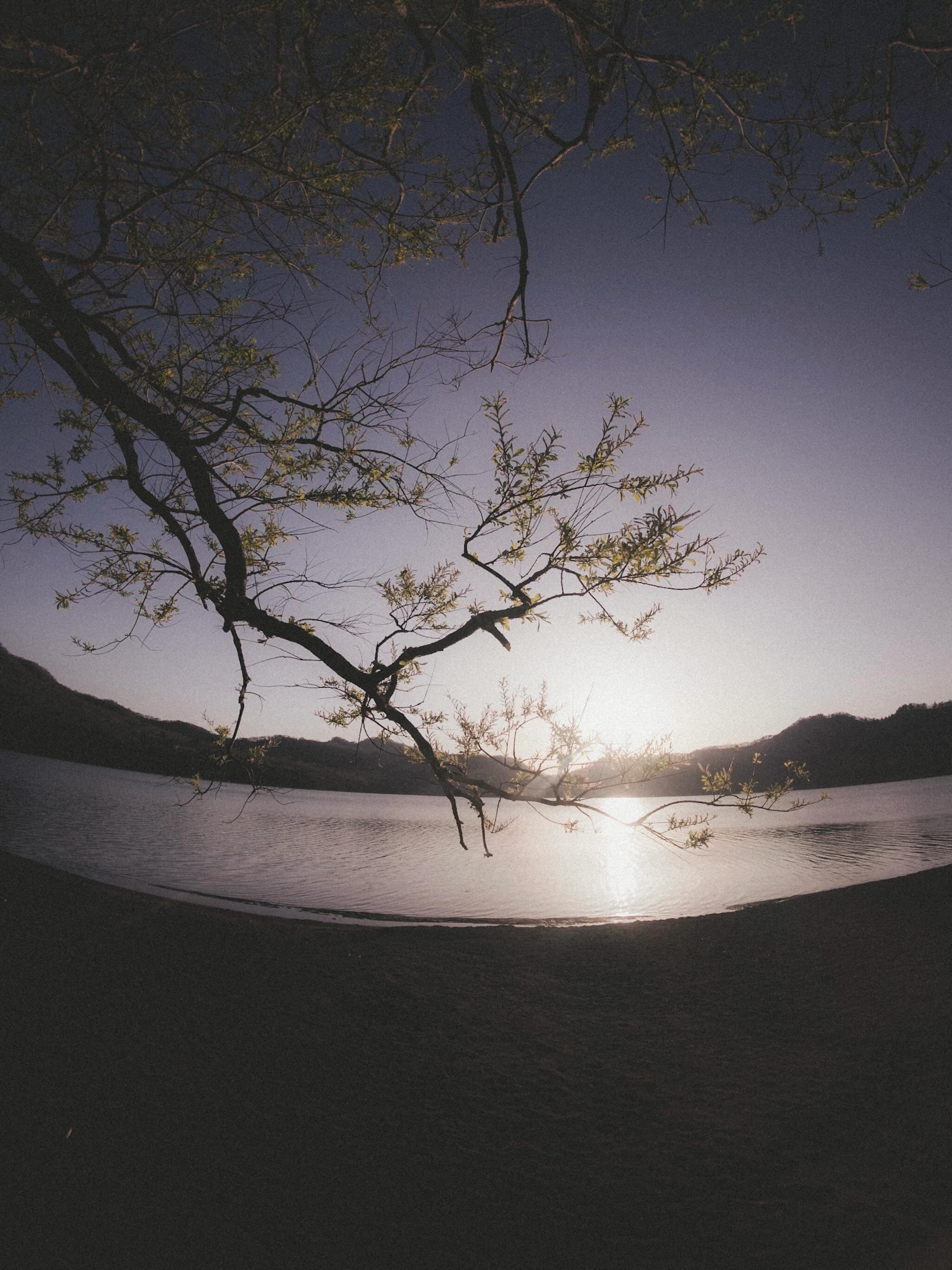 湖面の低い位置に沈む太陽が水に光の筋を引き、手前には葉をつけた木の枝が大きく張り出す。対岸には低い山並みが連なり、手前の岸辺は暗く沈んでいる