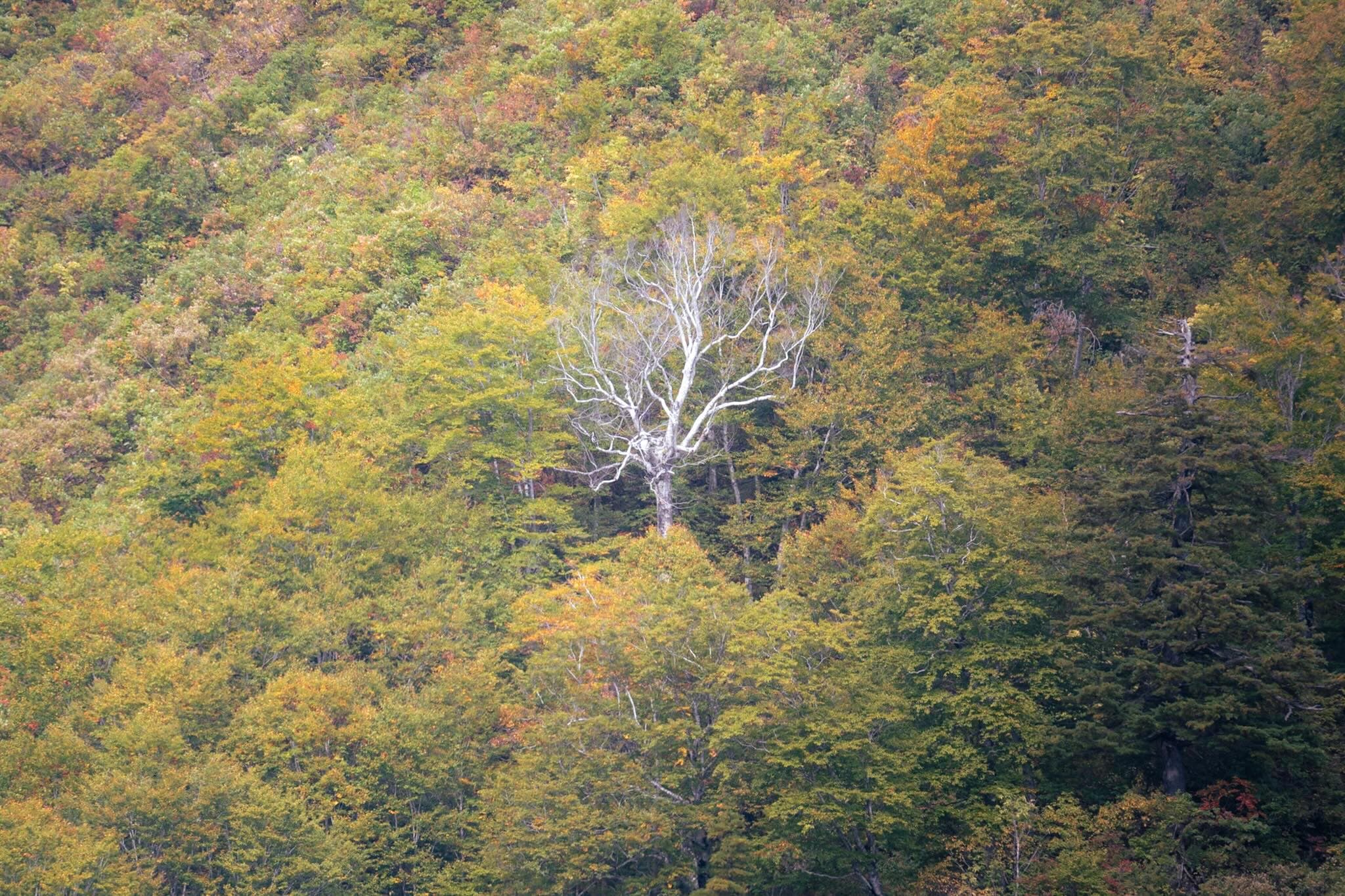 紅葉が始まった山の斜面を埋める広葉樹の樹冠。中央に葉を落とした白い幹の木が一本立ち、緑と黄色の中で目立っている