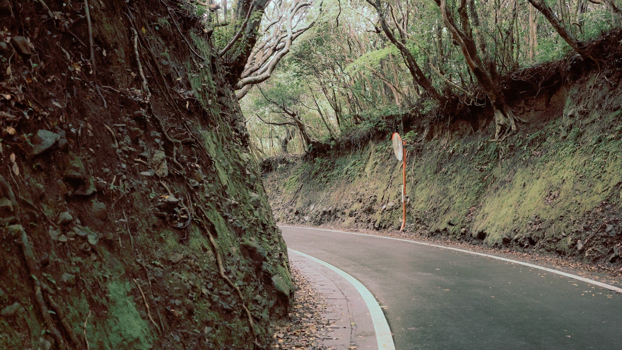 両側を土と苔の切り通しに挟まれた林の中の舗装路。右奥のカーブにオレンジ色の枠のカーブミラーが立っている